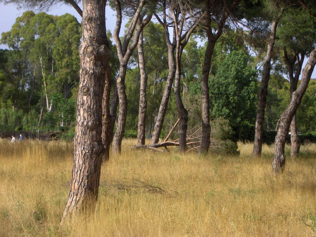 Pineta delle Acque Rosse - Riserva del Litorale Romano