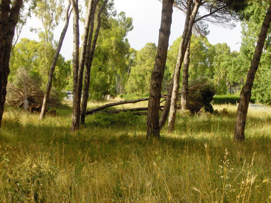 Pineta delle Acque Rosse - Riserva del Litorale Romano