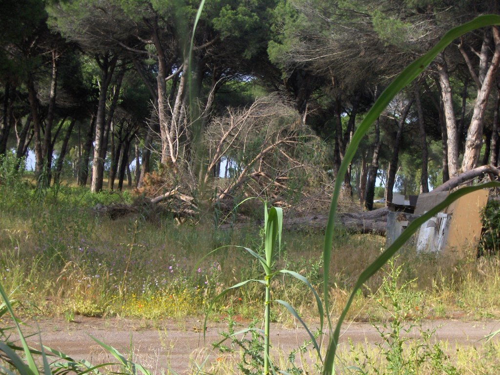 Pineta delle Acque Rosse - Riserva del Litorale Romano