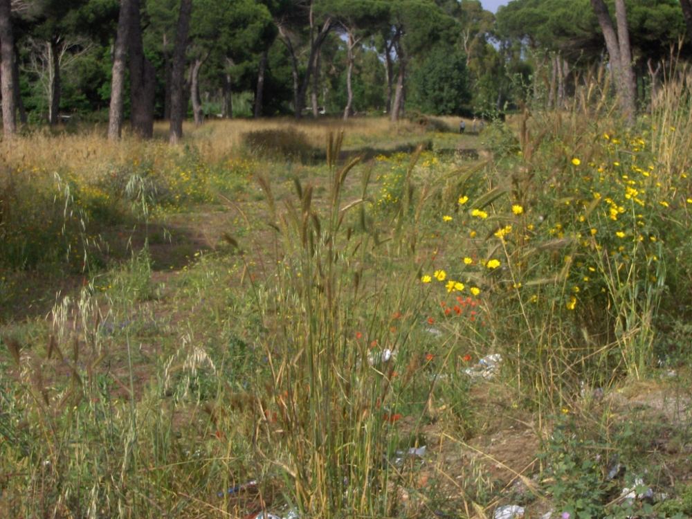 Pineta delle Acque Rosse - Riserva del Litorale Romano