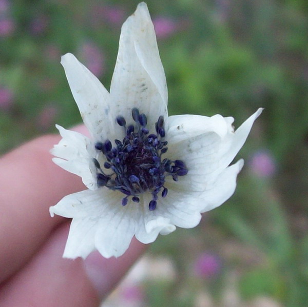 Anemone hortensis