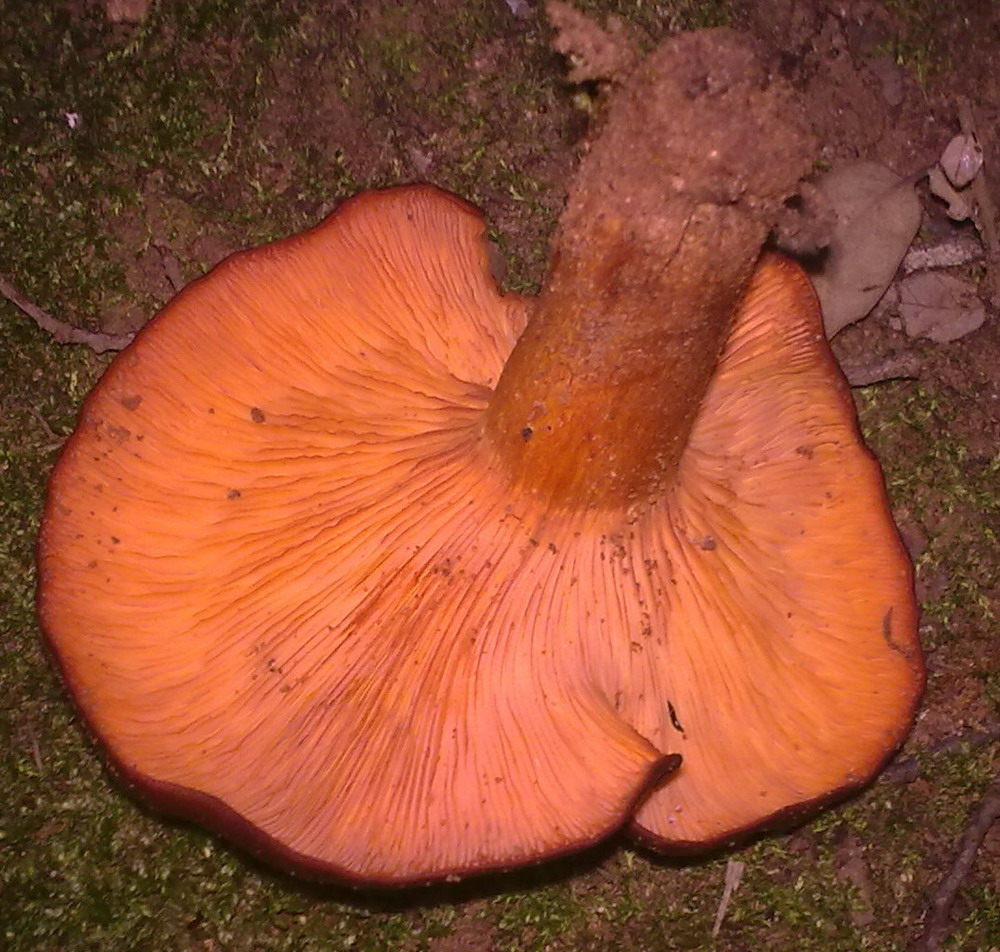 Funghi siculi sconosciuti