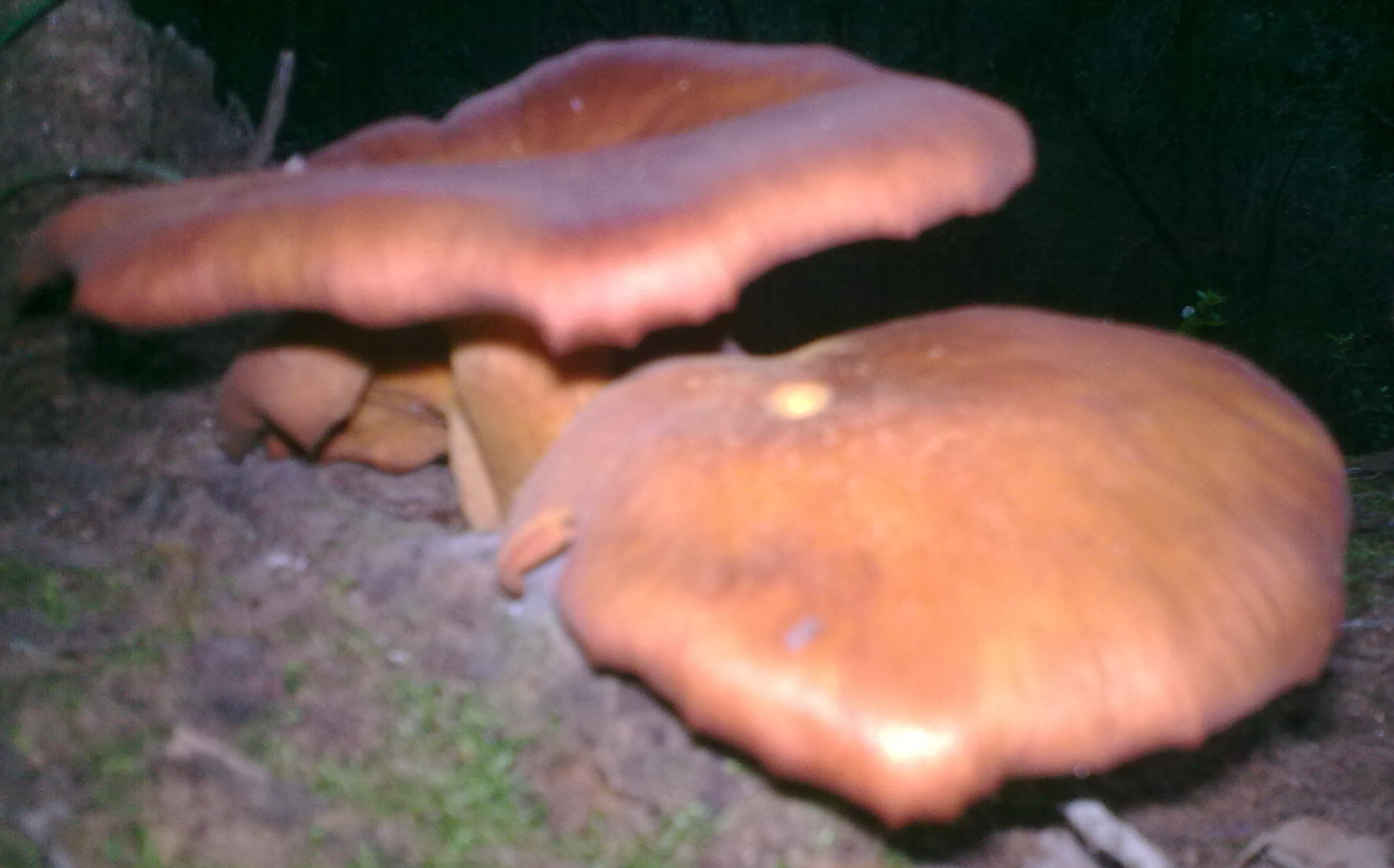 Funghi siculi sconosciuti