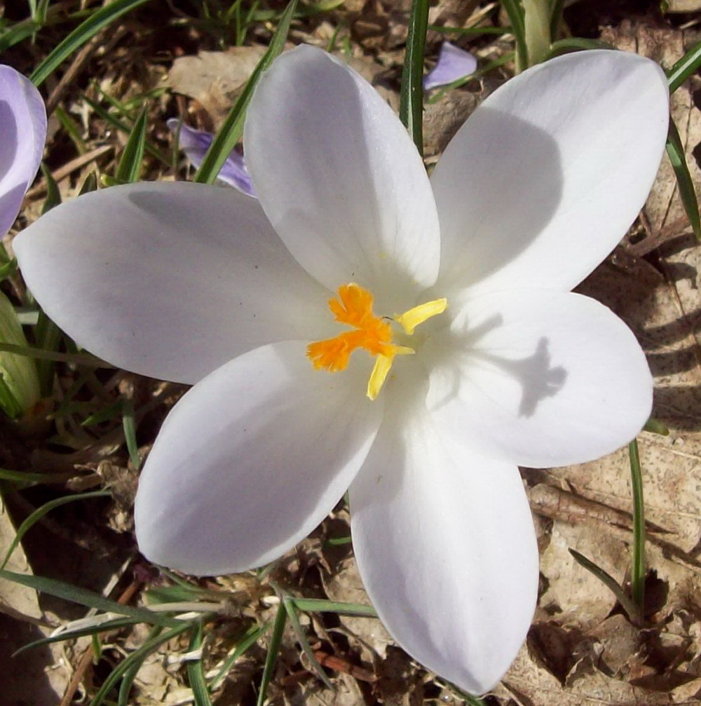 Crocus, quale specie?
