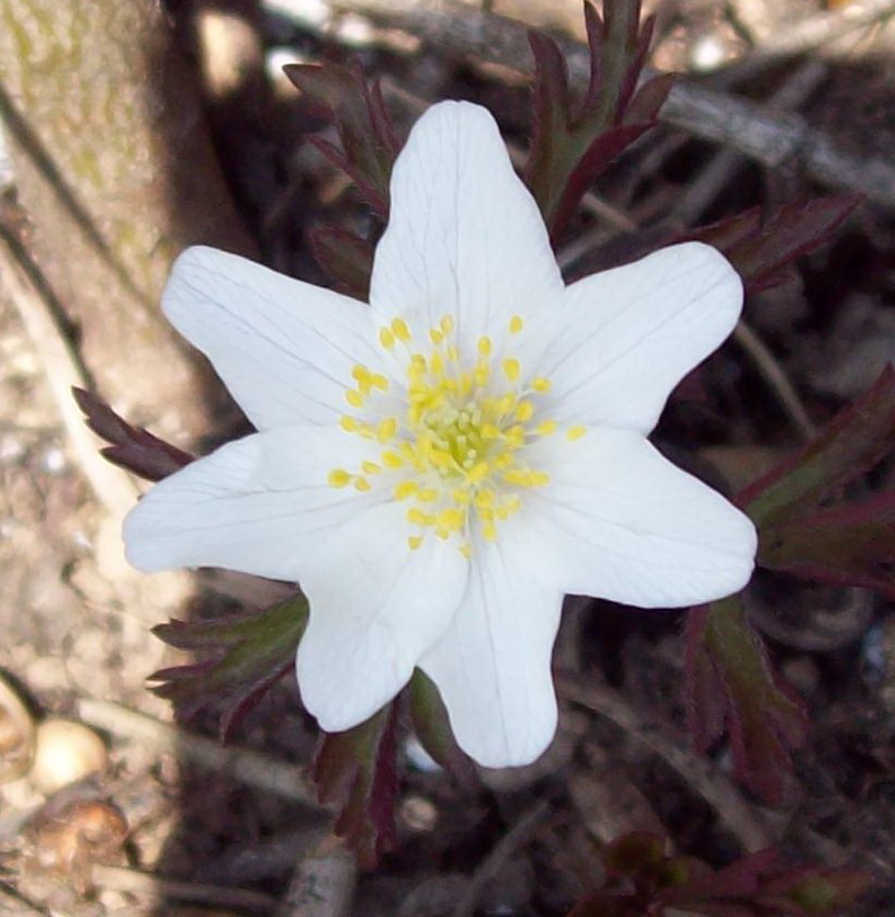 Anemone nemorosa