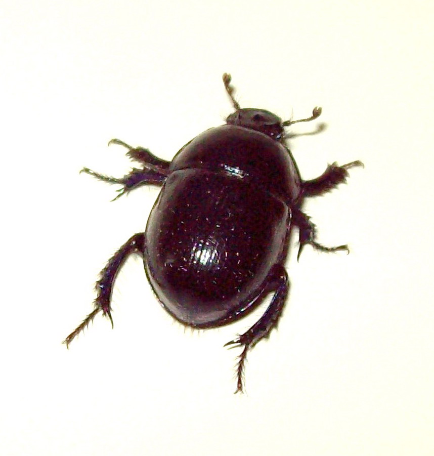 Coleottero da determinare: Anoplotrupes stercorosus