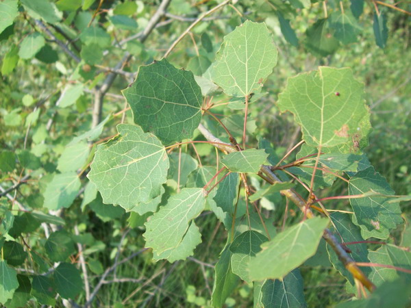 Albero da identificare - Populus tremula