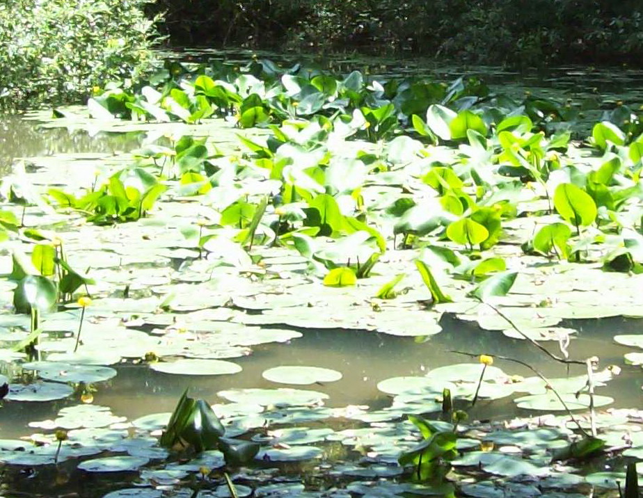 Nuphar lutea