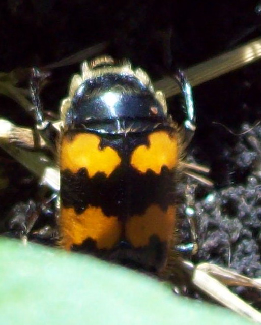 Identificazione: Nicrophorus vespillo