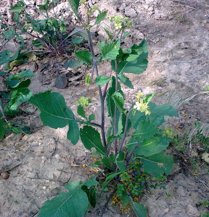 Pianta sicula da identificare - Sinapis cfr. nigra