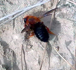 Apidae Megachilinae:  Chalicodoma sicula F