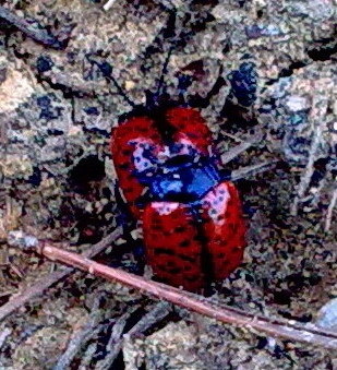 Insetti gaudenti da identificare: Chrysolina variolosa