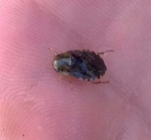 Naucoridae: Naucoris maculatus conspersus della Sicilia
