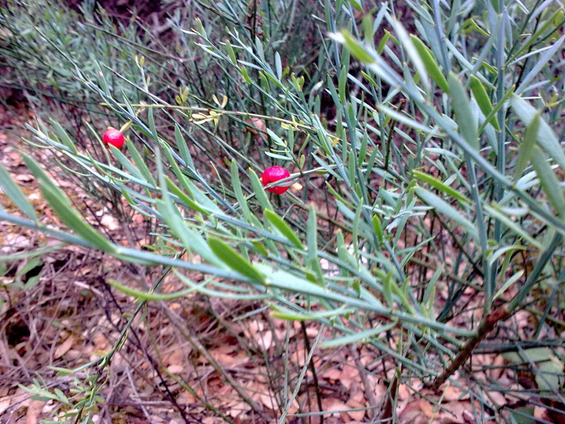 Bacche rosse - Osyris alba