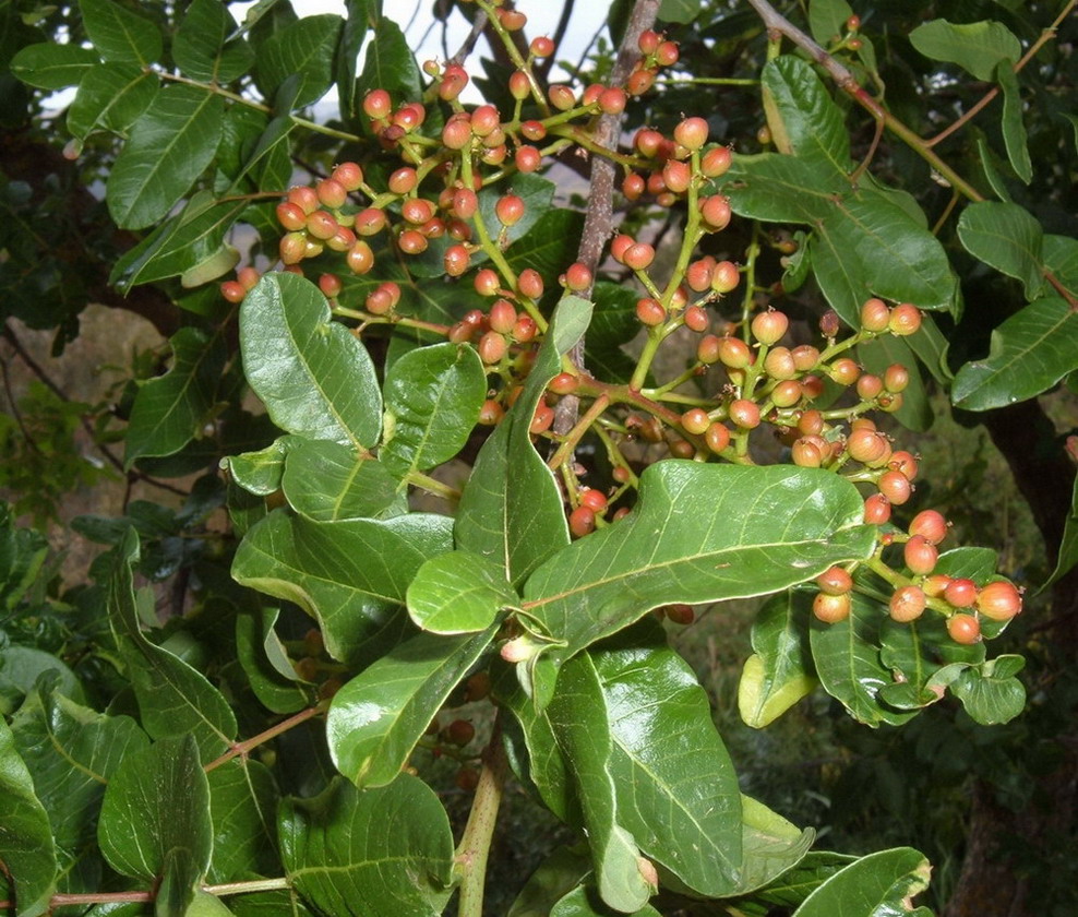 Pistacia terebinthus / Terebinto