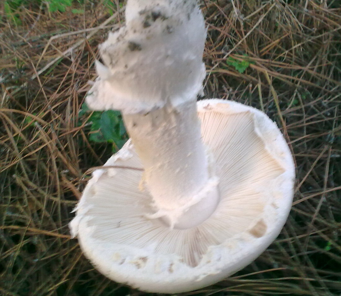 Grosso fungo da identificare