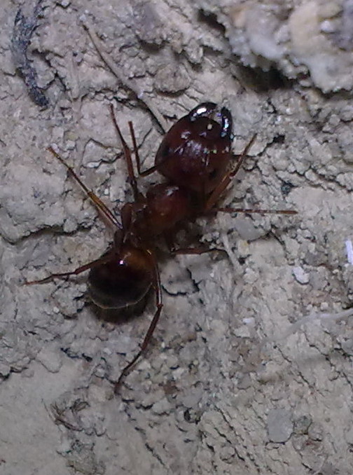Camponotus cf. nylanderi (Formicidae)