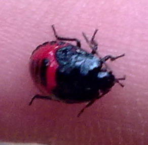Insetto rossonero da identificare: Zicrona caerulea