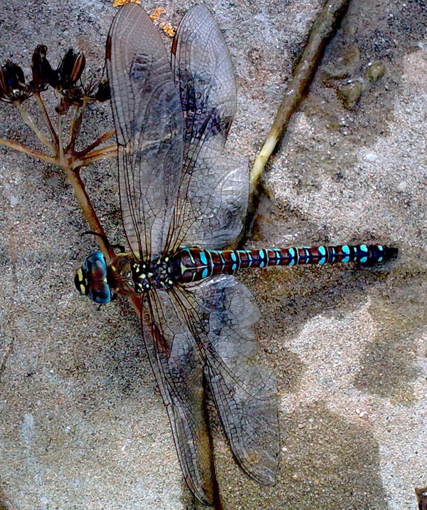 Libellula da id: Aeshna mixta, femmina blu!