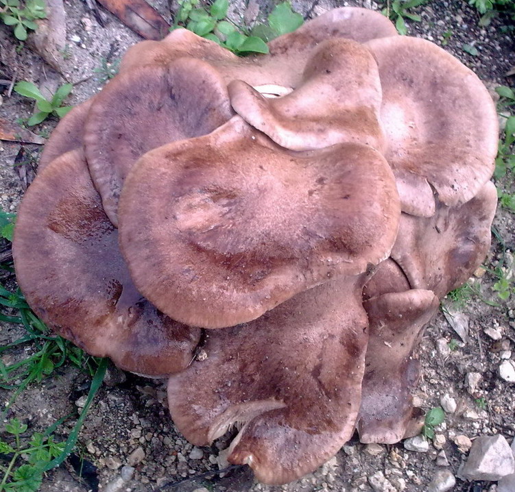 Funghi siculi da id