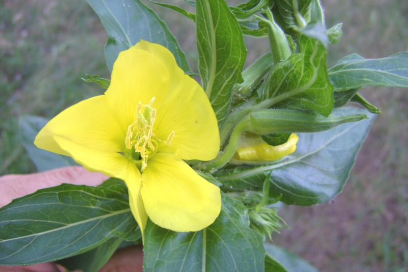 Oenothera biennis?