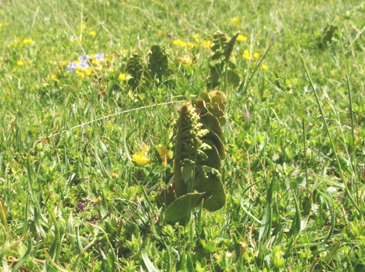 Botrychium lunaria