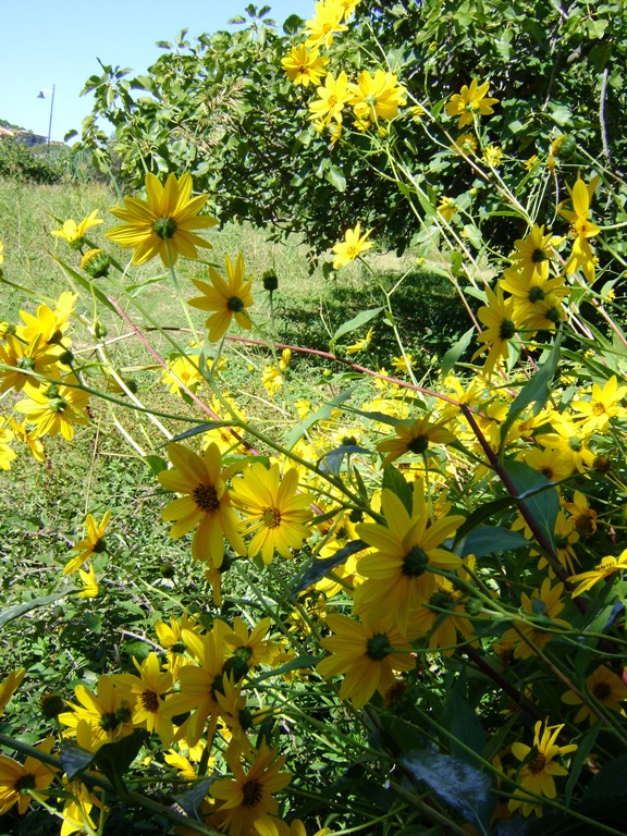 Il genere Helianthus in Italia