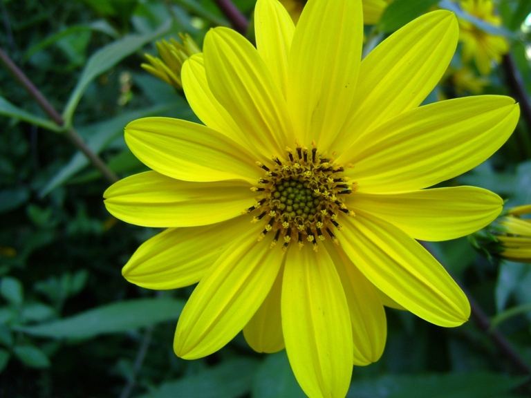 Il genere Helianthus in Italia