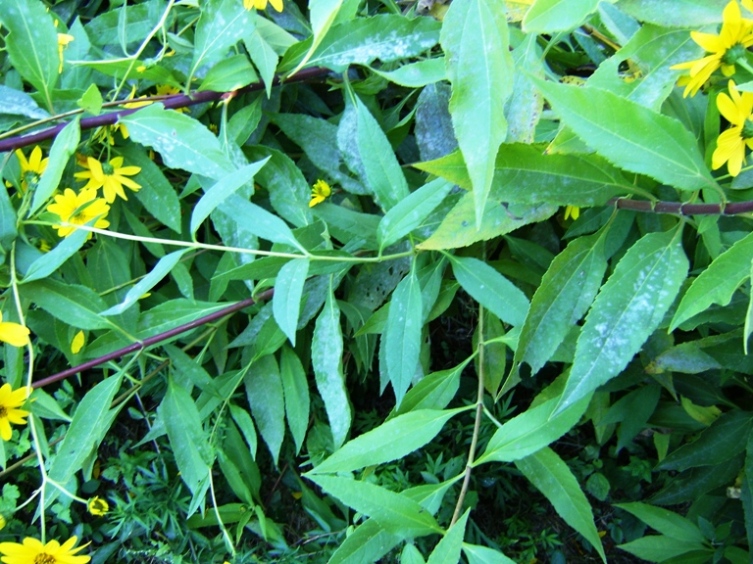Il genere Helianthus in Italia
