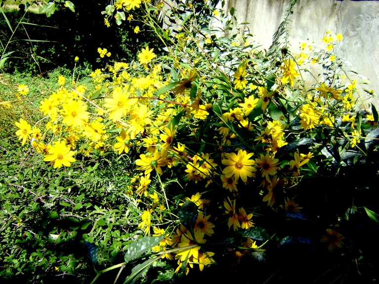 Il genere Helianthus in Italia