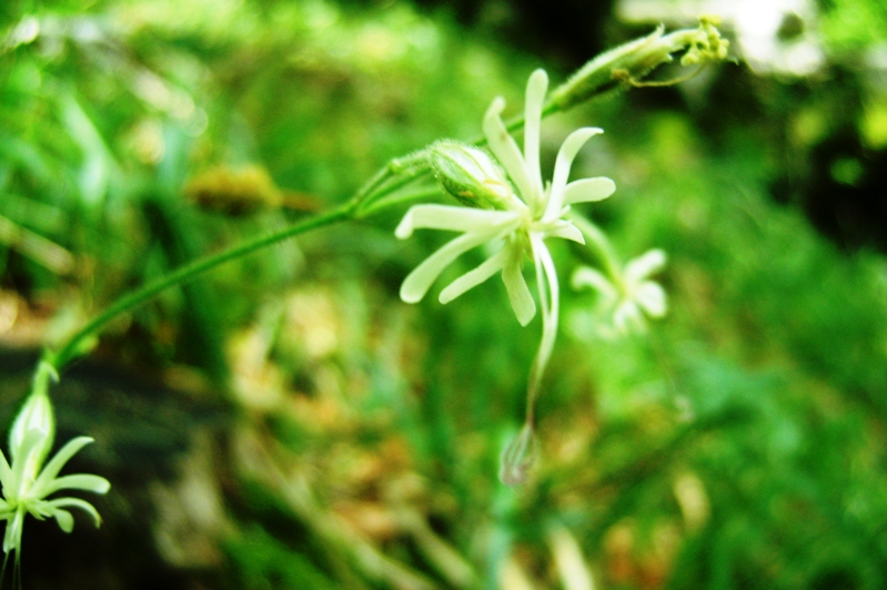 Silene sp.