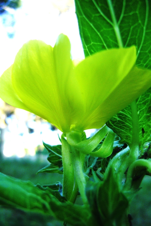 Oenothera biennis?