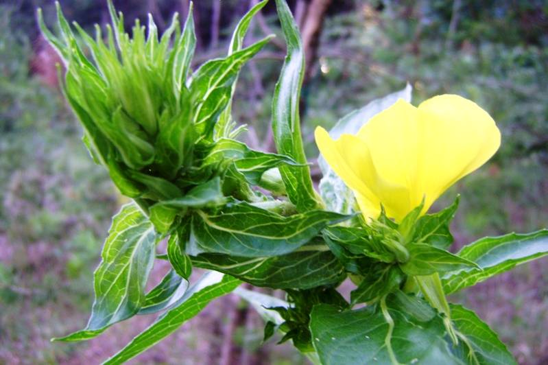 Oenothera biennis?