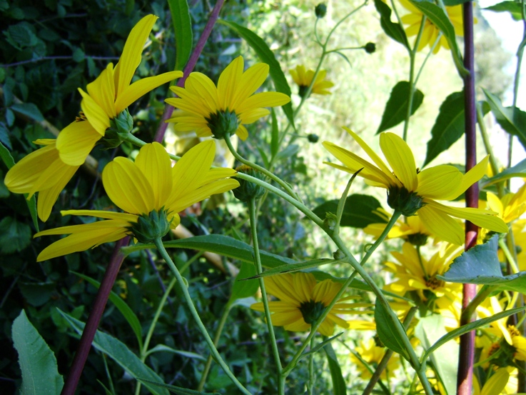 Il genere Helianthus in Italia