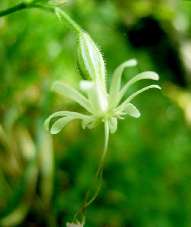 Silene sp.