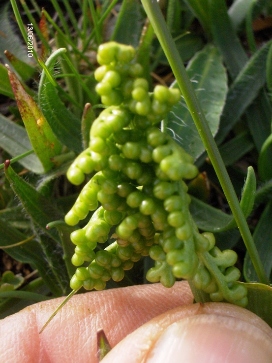 Botrychium lunaria