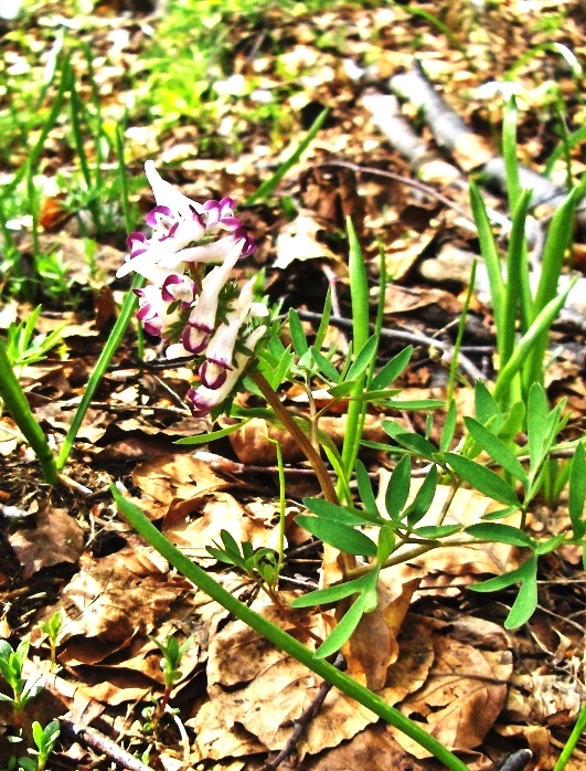 Corydalis solida