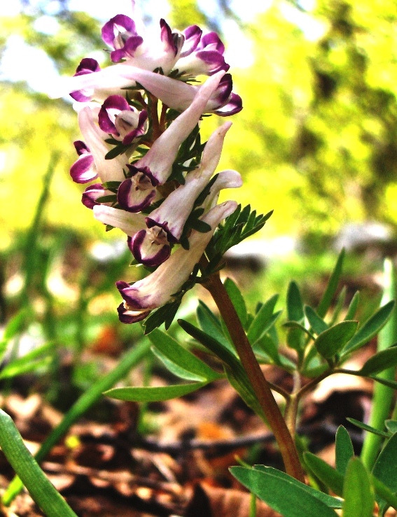 Corydalis solida
