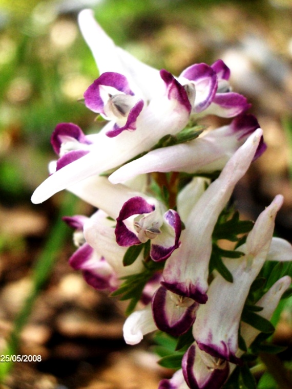 Corydalis solida