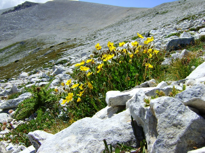 Helianthemum nummularium subsp. grandiflorum / Eliantemo a fiori grandi