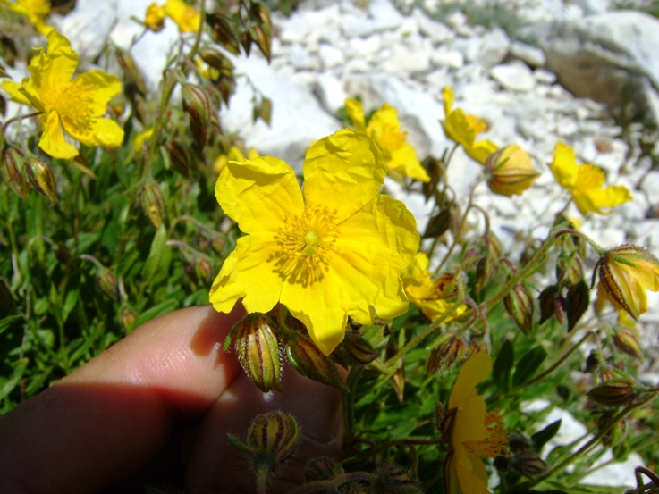 Helianthemum nummularium subsp. grandiflorum / Eliantemo a fiori grandi
