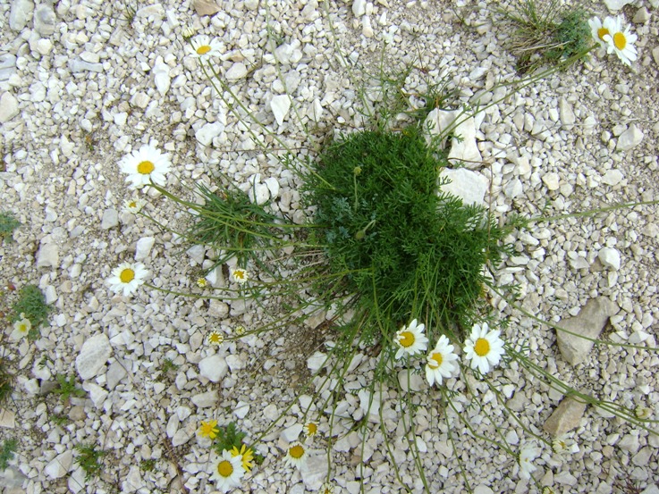 Anthemis cretica ssp. petraea