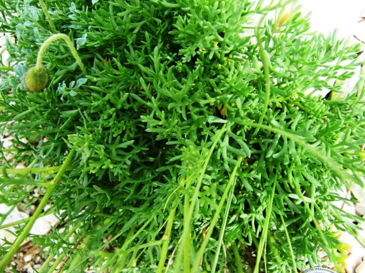 Anthemis cretica ssp. petraea