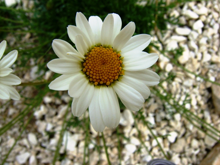 Anthemis cretica ssp. petraea
