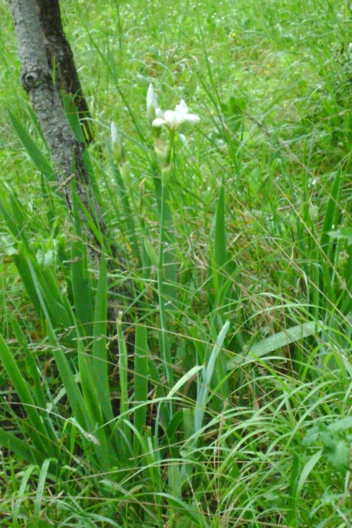Iris sp.