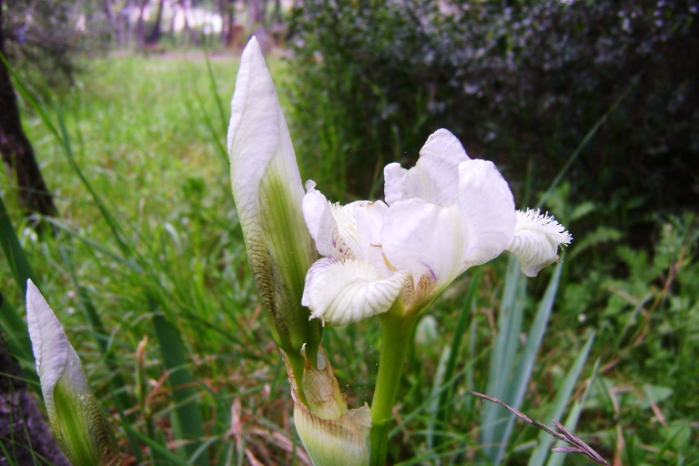 Iris sp.