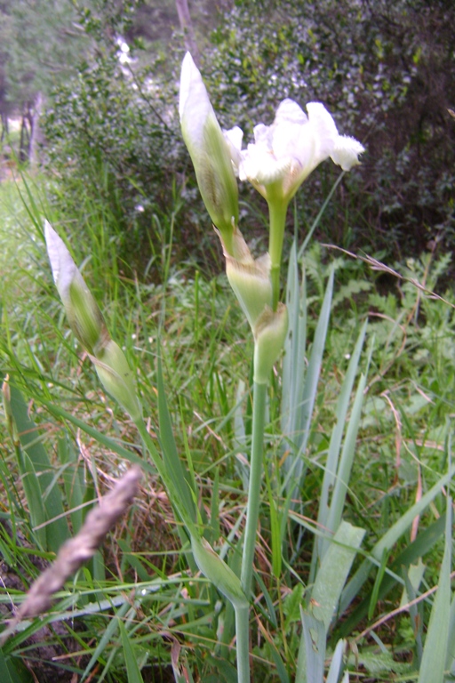 Iris sp.