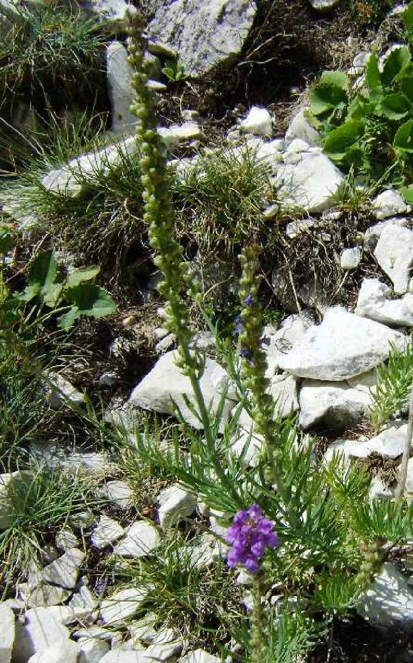 Lythrum salicaria? no, Linaria purpurea