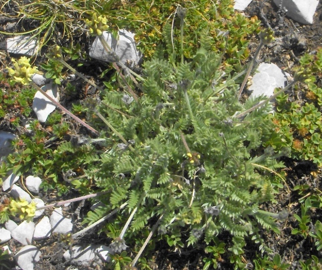 Oxytropis campestris
