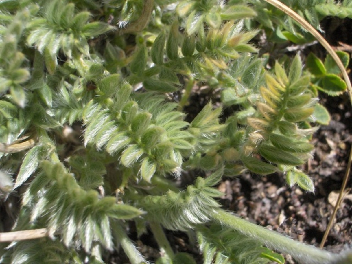 Oxytropis campestris